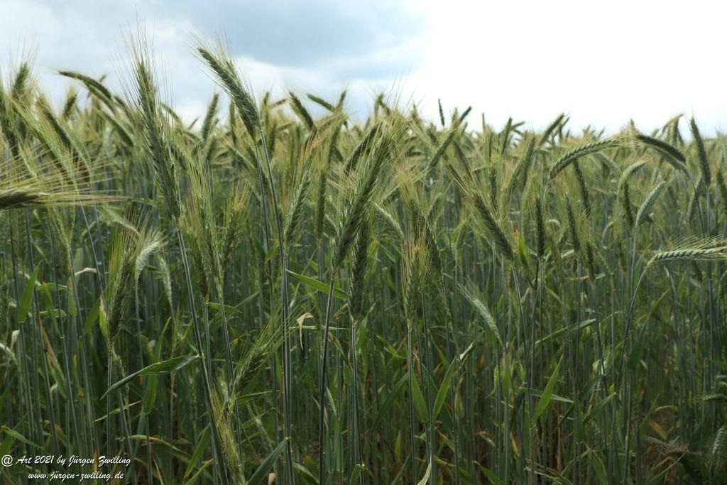 Philosophische Bildwanderung Vitaltour Wildgrafenweg - Hochstetten - Dhaun - Naheland - Rheinhessen