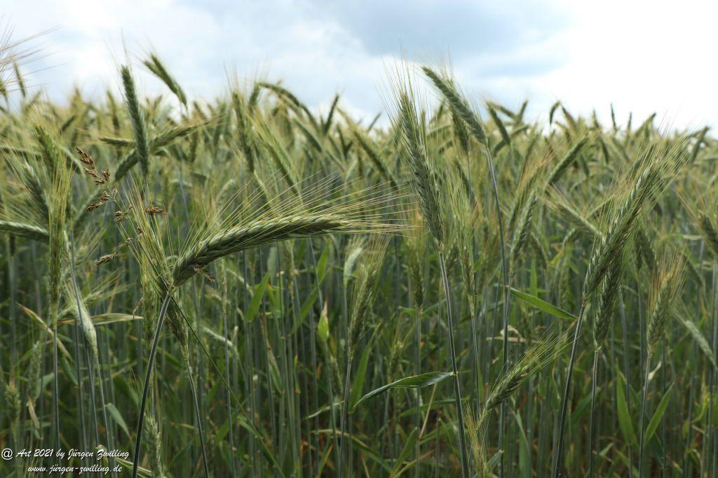 Philosophische Bildwanderung Vitaltour Wildgrafenweg - Hochstetten - Dhaun - Naheland - Rheinhessen