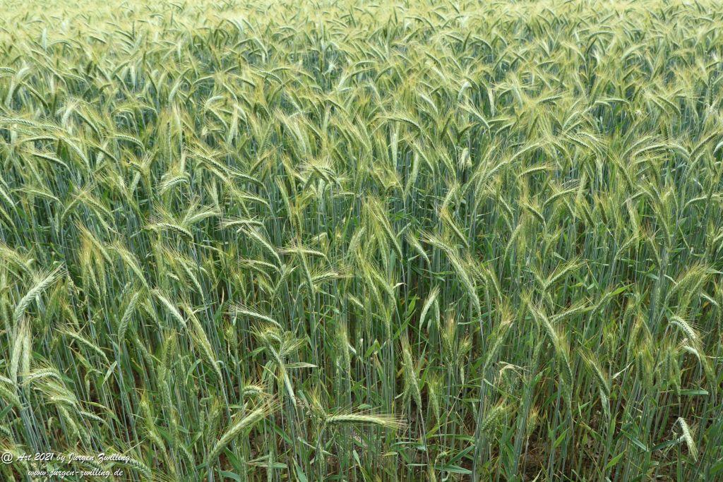 Philosophische Bildwanderung Vitaltour Wildgrafenweg - Hochstetten - Dhaun - Naheland - Rheinhessen