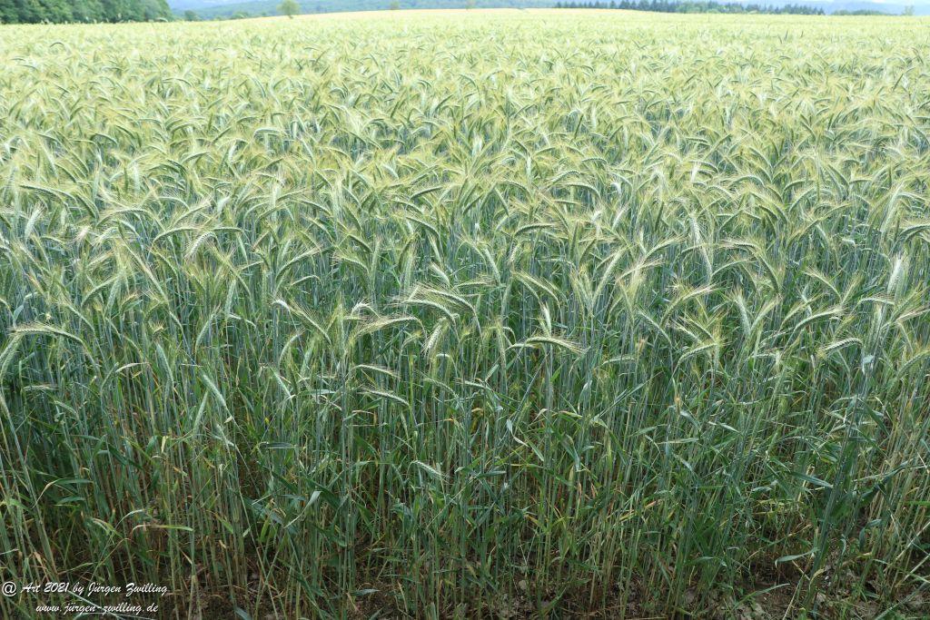 Philosophische Bildwanderung Vitaltour Wildgrafenweg - Hochstetten - Dhaun - Naheland - Rheinhessen