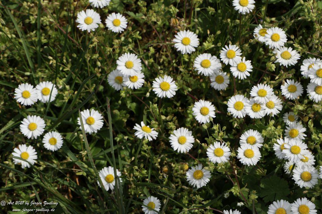 Gänseblümchen - Mainz Finthen - Rheinhessen