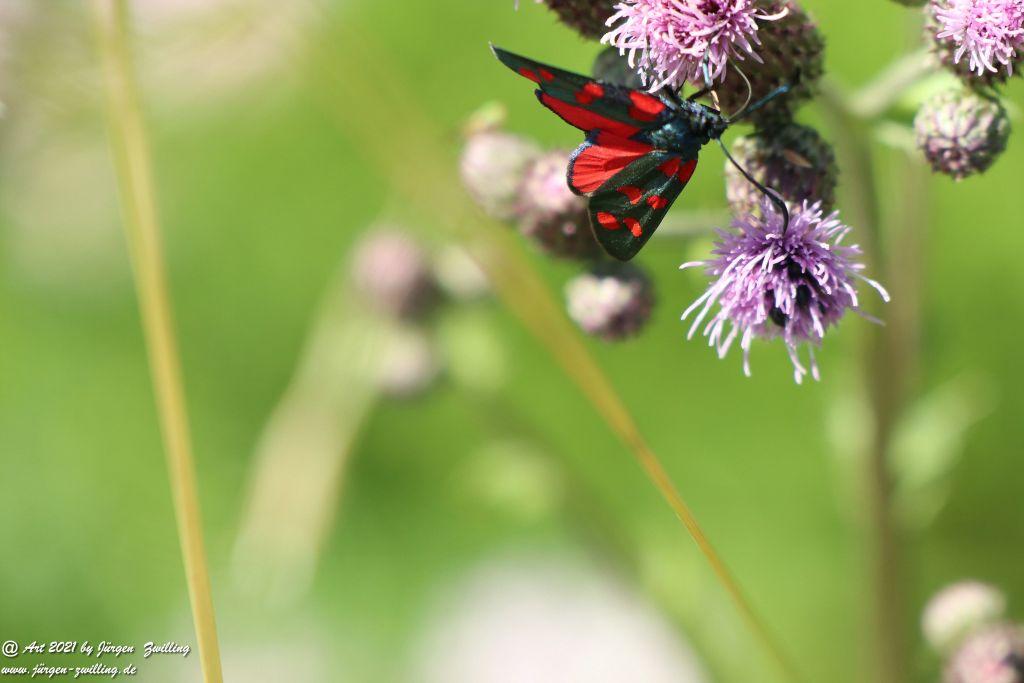 Philosophische Bildwanderung Vitaltour Eremitenpfad - Bretzenheim an der Nahe - Rheinhessen