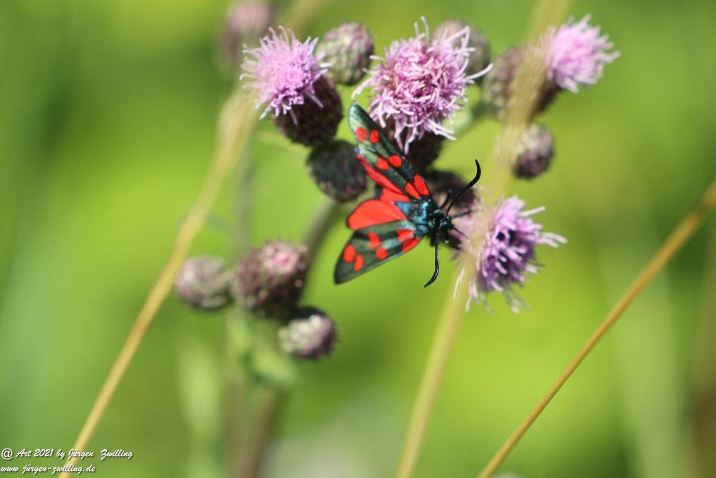 Philosophische Bildwanderung Vitaltour Eremitenpfad - Bretzenheim an der Nahe - Rheinhessen