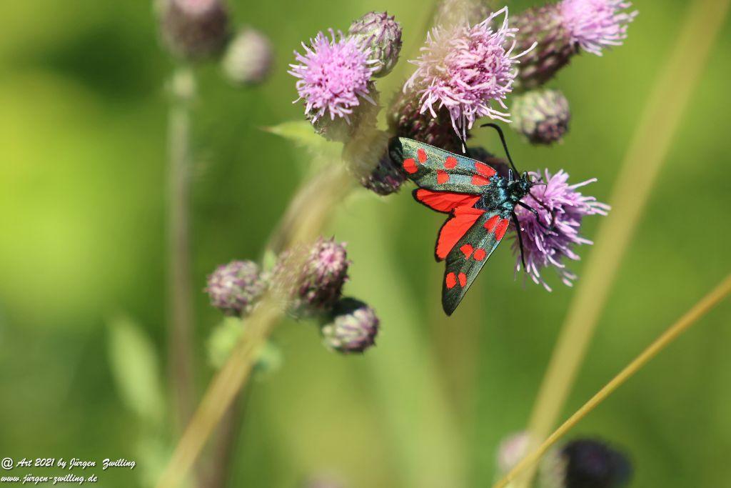 Philosophische Bildwanderung Vitaltour Eremitenpfad - Bretzenheim an der Nahe - Rheinhessen