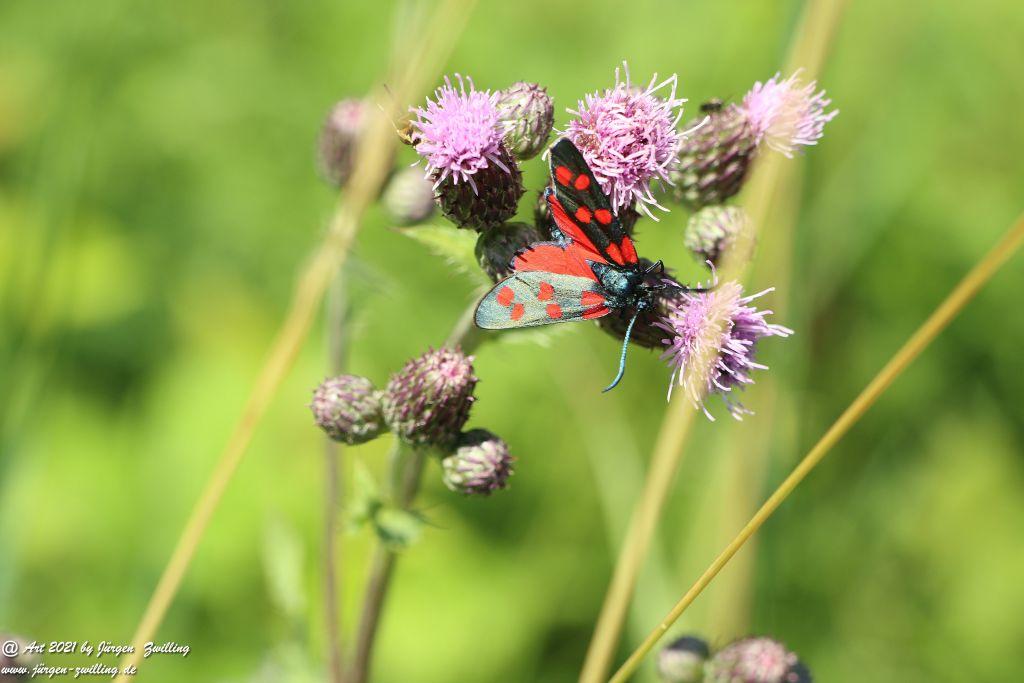 Philosophische Bildwanderung Vitaltour Eremitenpfad - Bretzenheim an der Nahe - Rheinhessen