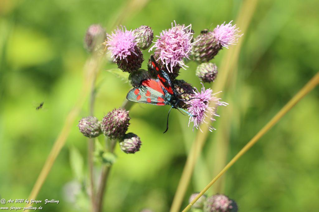 Philosophische Bildwanderung Vitaltour Eremitenpfad - Bretzenheim an der Nahe - Rheinhessen