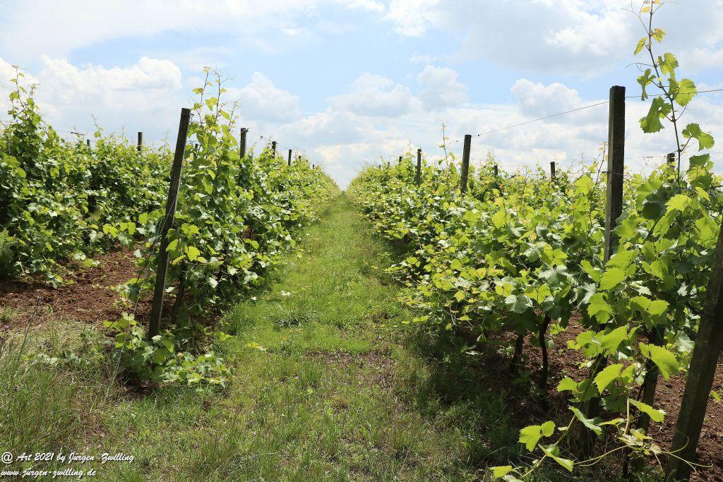 Philosophische Bildwanderung Vitaltour Eremitenpfad - Bretzenheim an der Nahe - Rheinhessen
