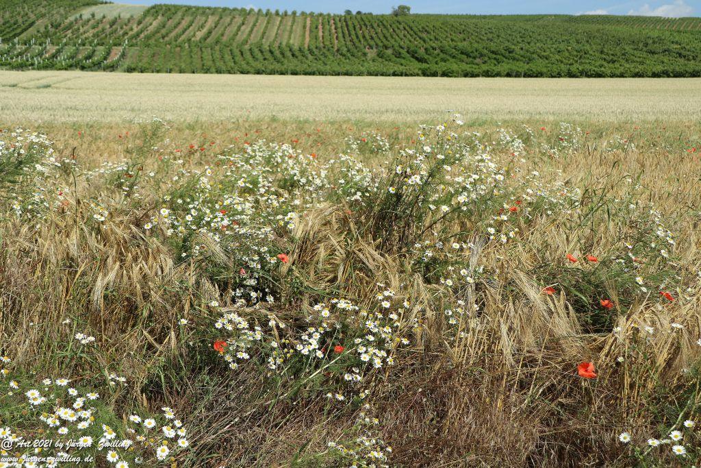 Philosophische Bildwanderung Vitaltour Eremitenpfad - Bretzenheim an der Nahe - Rheinhessen