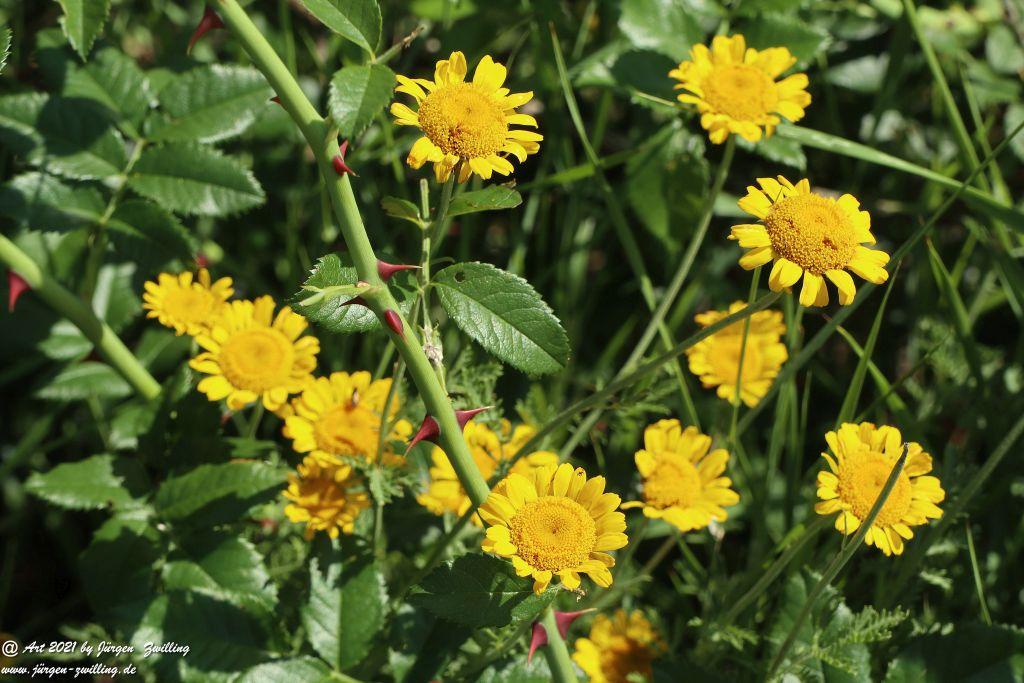 Philosophische Bildwanderung Vitaltour Eremitenpfad - Bretzenheim an der Nahe - Rheinhessen