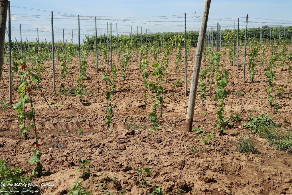 Philosophische Bildwanderung Vitaltour Eremitenpfad - Bretzenheim an der Nahe - Rheinhessen