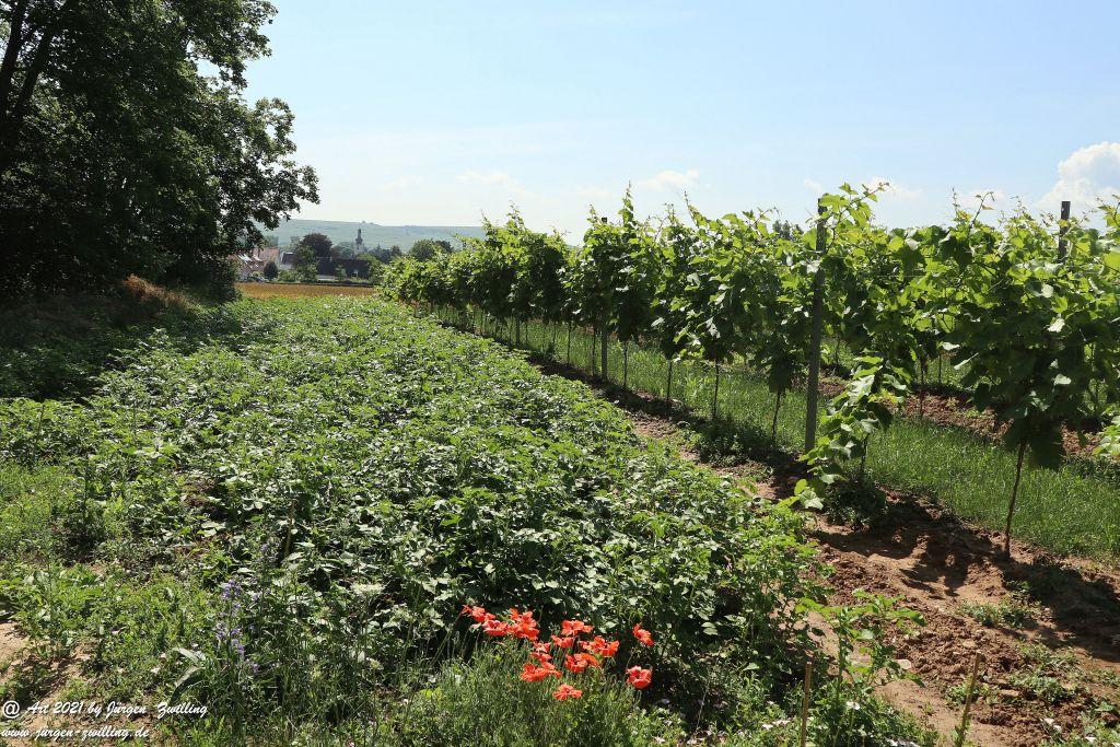 Philosophische Bildwanderung Vitaltour Eremitenpfad - Bretzenheim an der Nahe - Rheinhessen