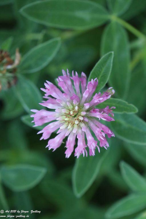 Philosophische Bildwanderung Vitaltour Eremitenpfad - Bretzenheim an der Nahe - Rheinhessen