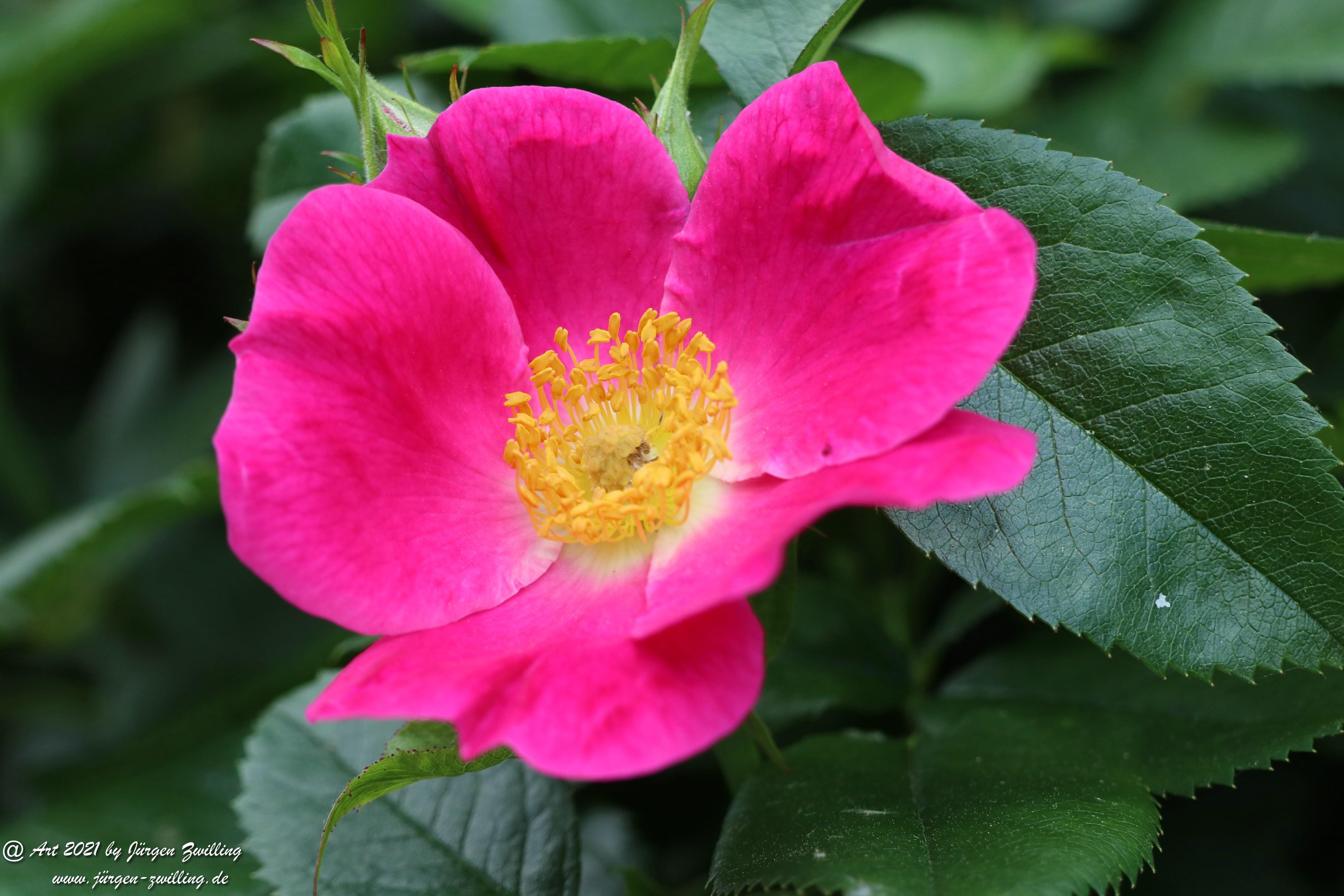 California Wild Rose pink 1
