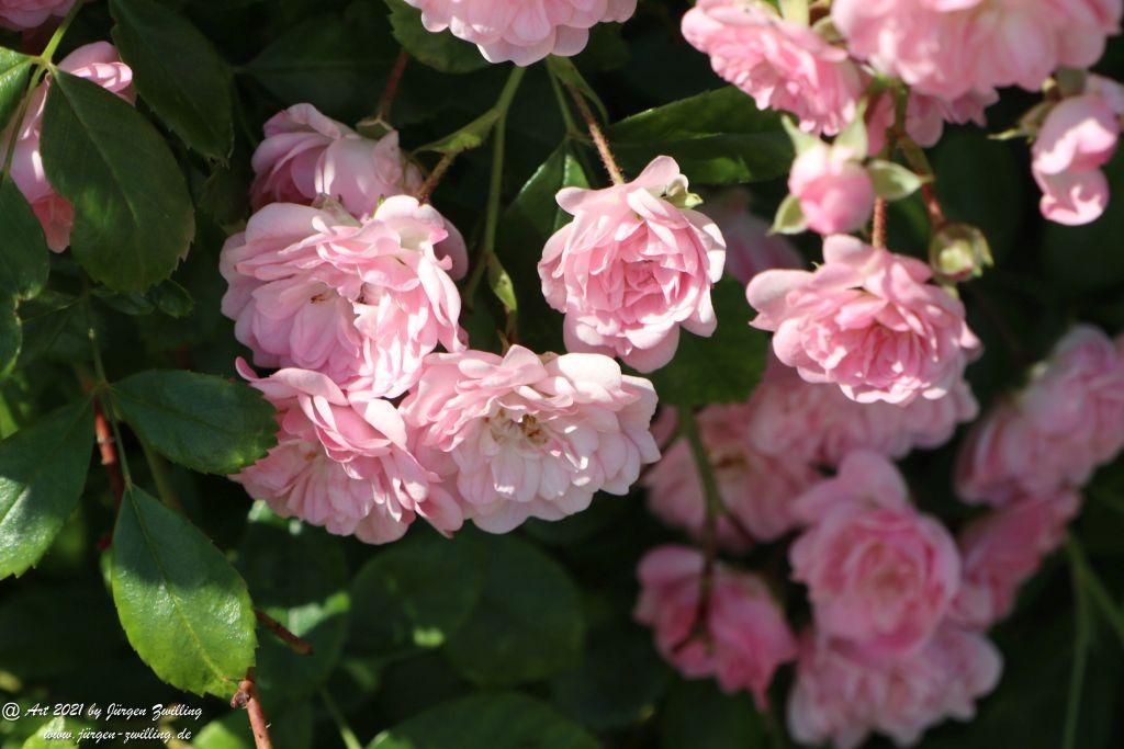 Damaszener-Rosen - Hackenheim - Rheinhessen