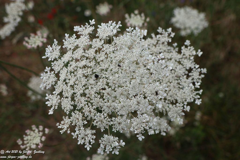 Philosophische Bildwanderung  Vitaltour Hergenfelder Kuckucksweg - Hergenfeld - Rheinhessen