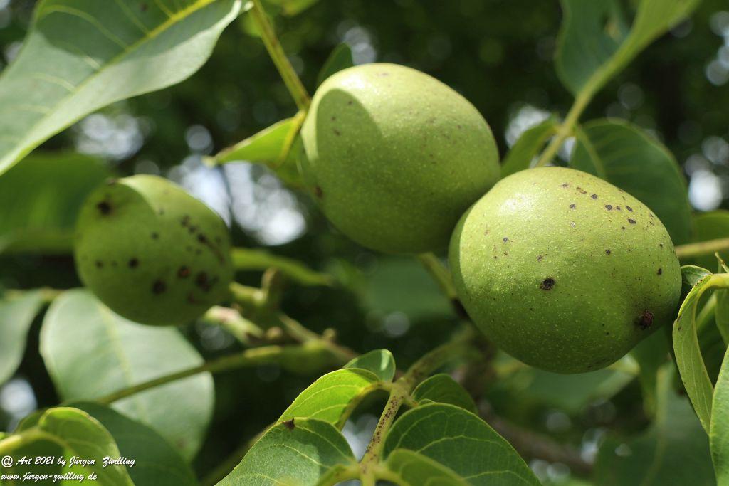 Philosophische Bildwanderung Vitaltour Hergenfelder Kuckucksweg - Hergenfeld - Rheinhessen