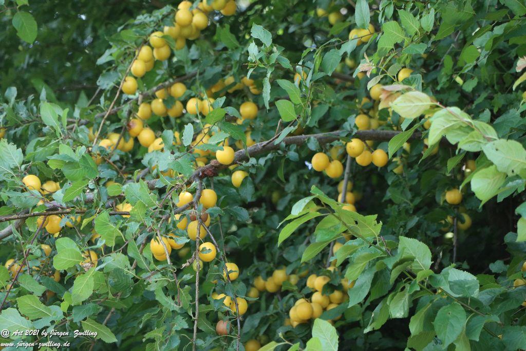 Philosophische Bildwanderung Vitaltour Hergenfelder Kuckucksweg - Hergenfeld - Rheinhessen