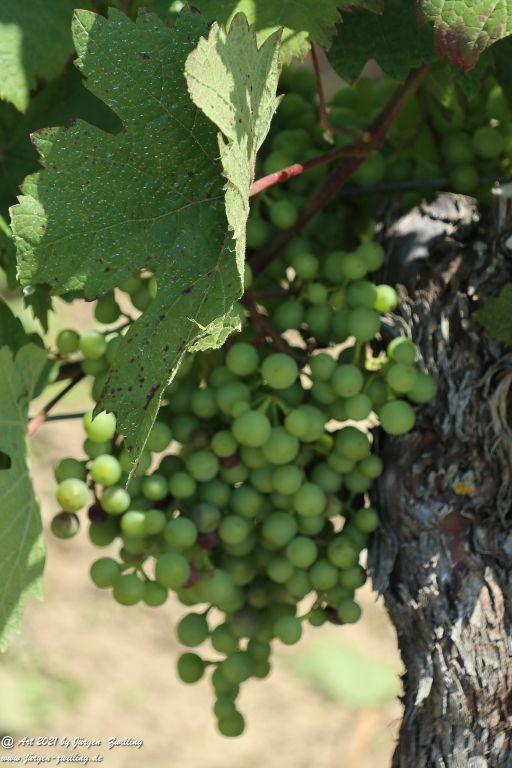 Philosophische Bildwanderung Vitaltour Hergenfelder Kuckucksweg - Hergenfeld - Rheinhessen