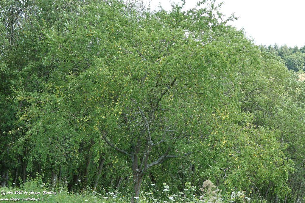 Philosophische Bildwanderung  Vitaltour Hergenfelder Kuckucksweg - Hergenfeld - Rheinhessen
