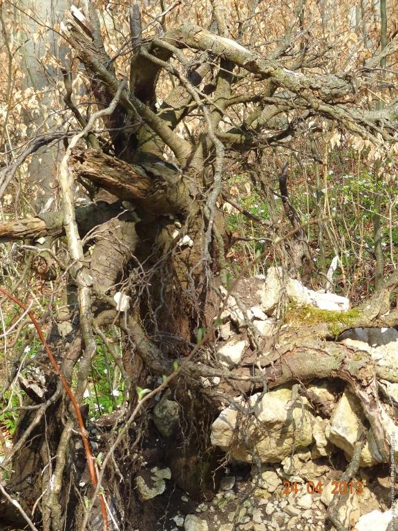 Philosophische Bildwanderung Traufgang-Schlossfelsenpfad