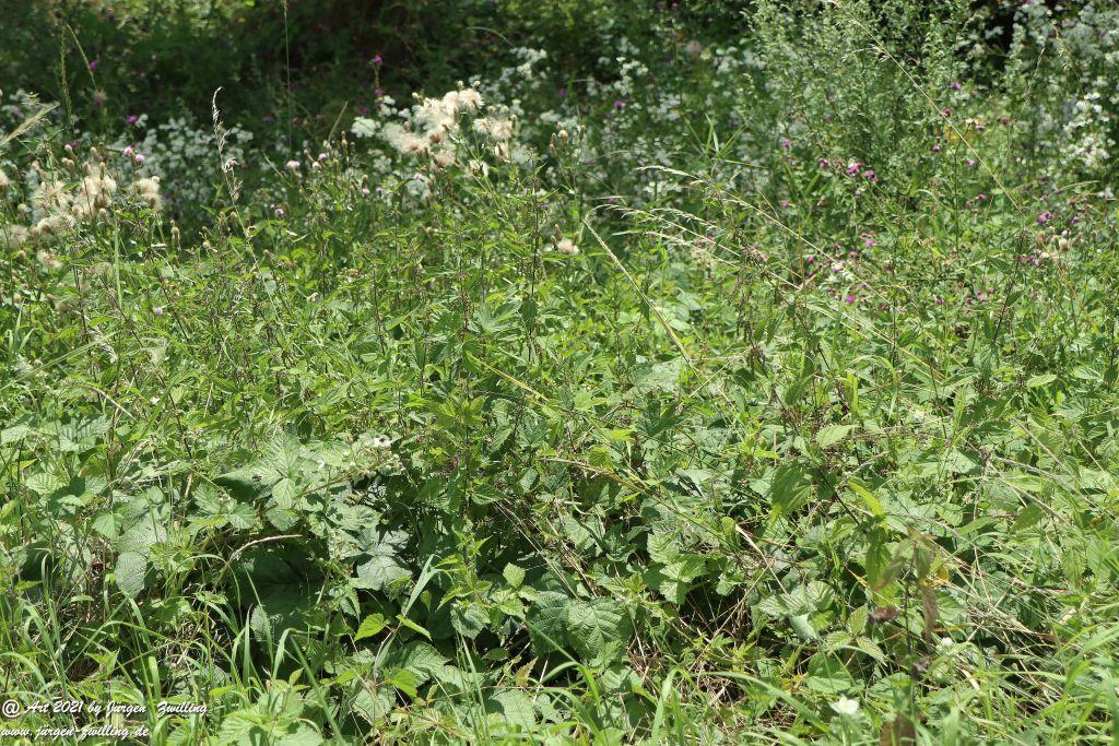 Philosophische Bildwanderung Vitaltour Hergenfelder Kuckucksweg - Hergenfeld - Rheinhessen