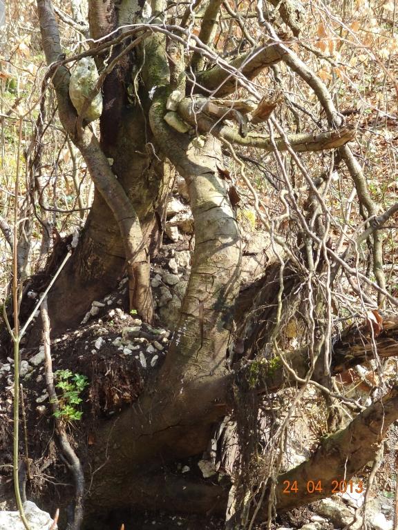 Philosophische Bildwanderung Traufgang-Schlossfelsenpfad