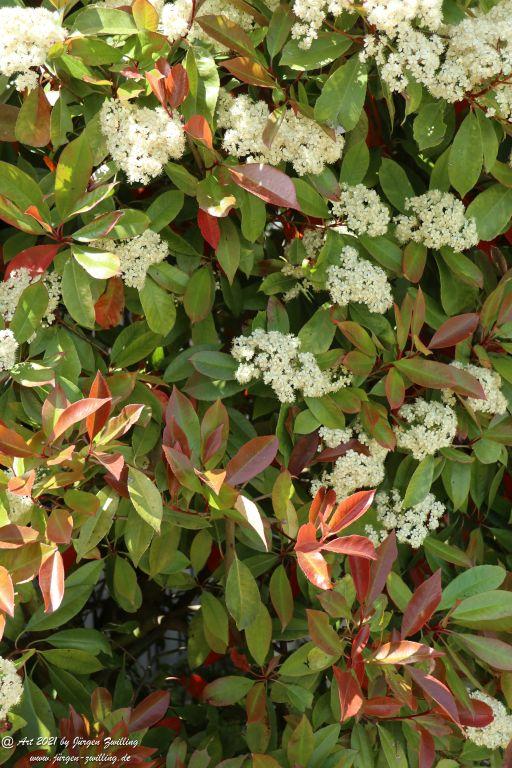 Heteromeles arbutifolia - Hackenheim - Rheinhessen