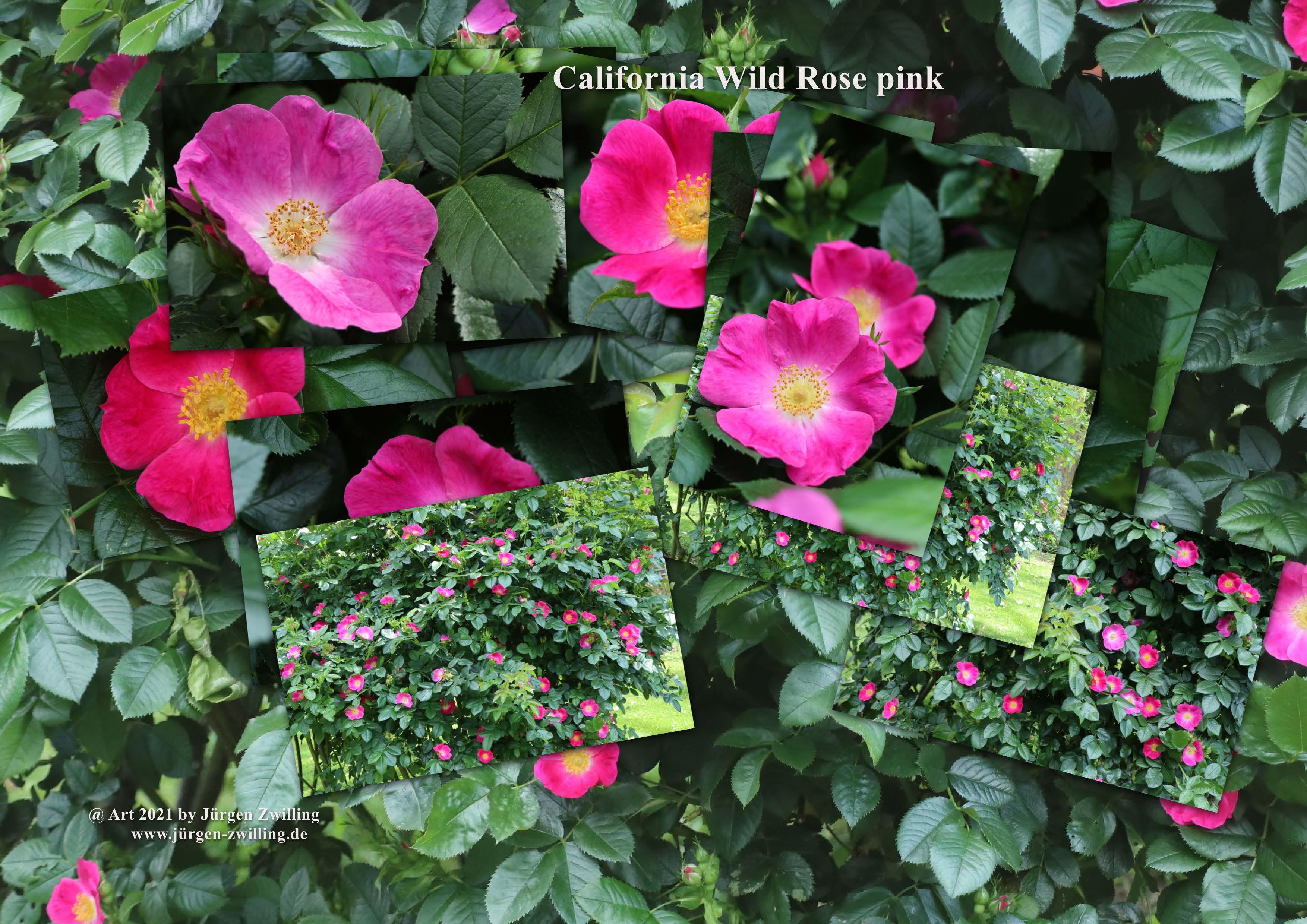 California Wild Rose pink  - Bad Kreuznach - Rheinhessen