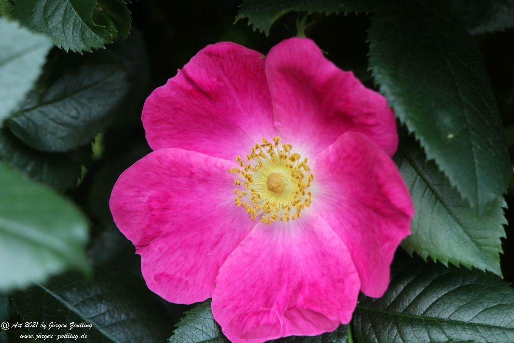 California Wild Rose pink  - Bad Kreuznach - Rheinhessen