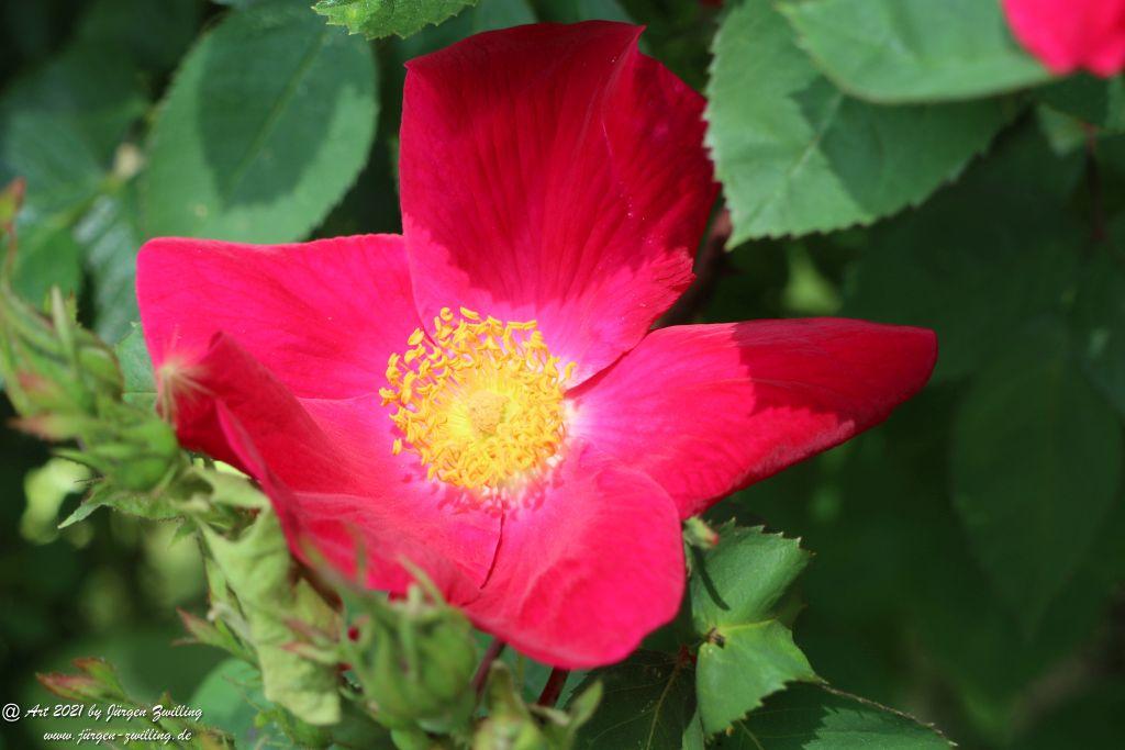 California Wild Rose rot  - Bad Kreuznach - Rheinhessen