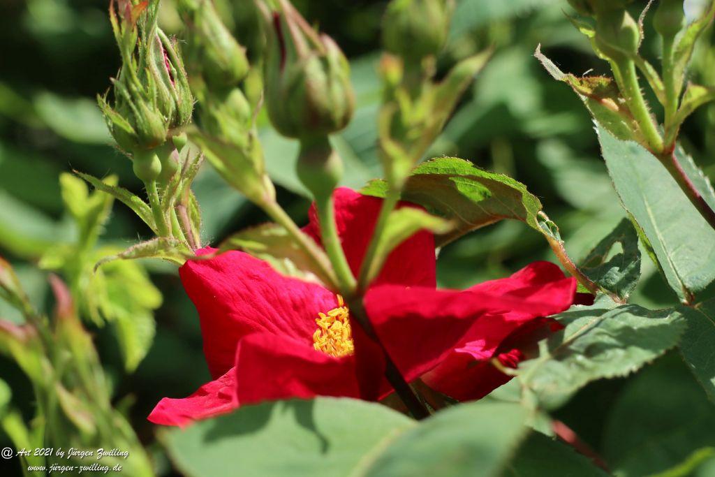 California Wild Rose rot  - Bad Kreuznach - Rheinhessen