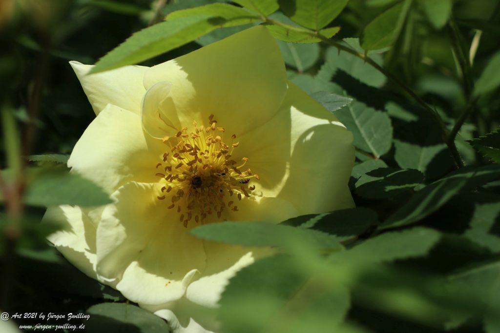 California Wild Rose weiß  - Bad Kreuznach - Rheinhessen