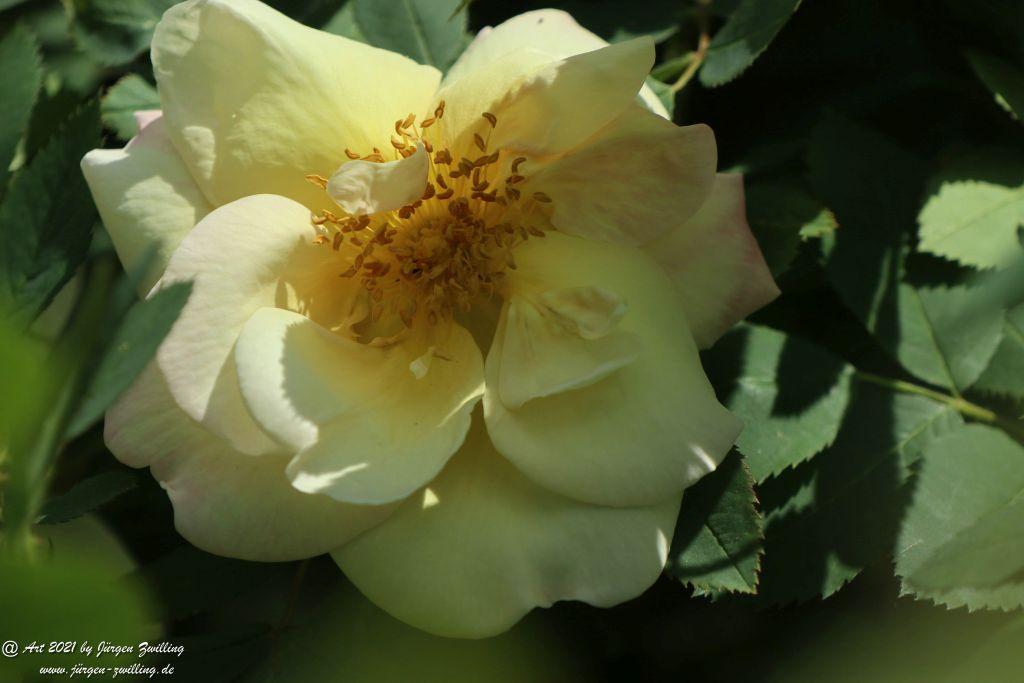 California Wild Rose weiß  - Bad Kreuznach - Rheinhessen