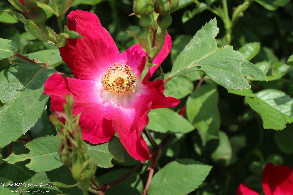Roseninsel in Bad Kreuznach - Rheinhessen
