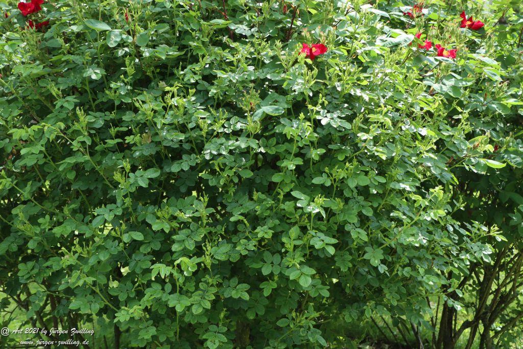 Roseninsel in Bad Kreuznach - Rheinhessen