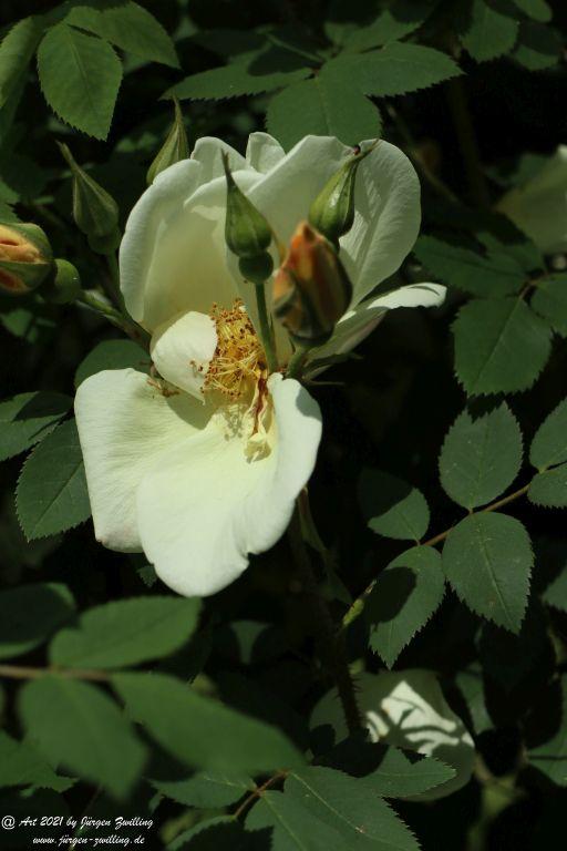 Roseninsel in Bad Kreuznach - Rheinhessen
