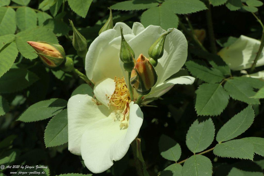 Roseninsel in Bad Kreuznach - Rheinhessen