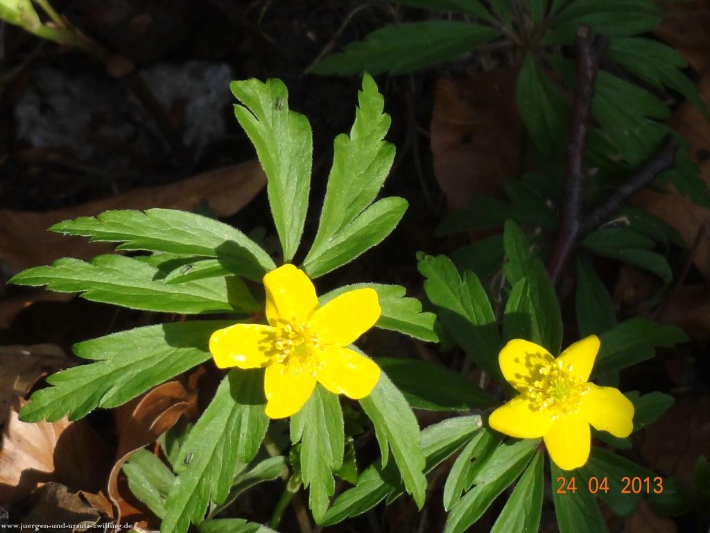 Philosophische Bildwanderung Traufgang-Schlossfelsenpfad