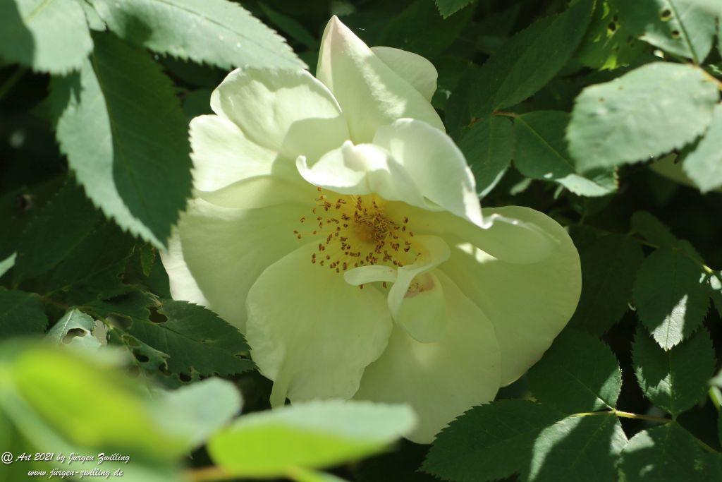 Roseninsel in Bad Kreuznach - Rheinhessen