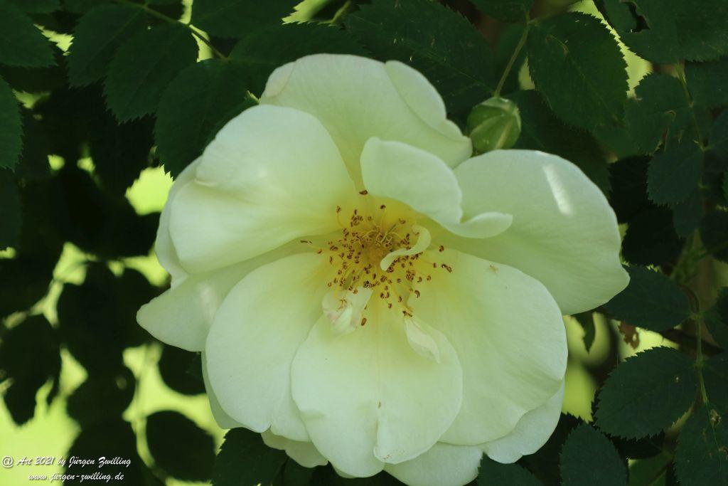 Roseninsel in Bad Kreuznach - Rheinhessen