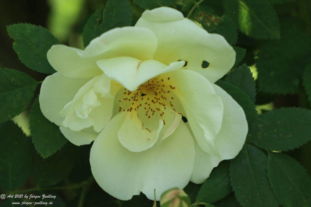 Roseninsel in Bad Kreuznach - Rheinhessen