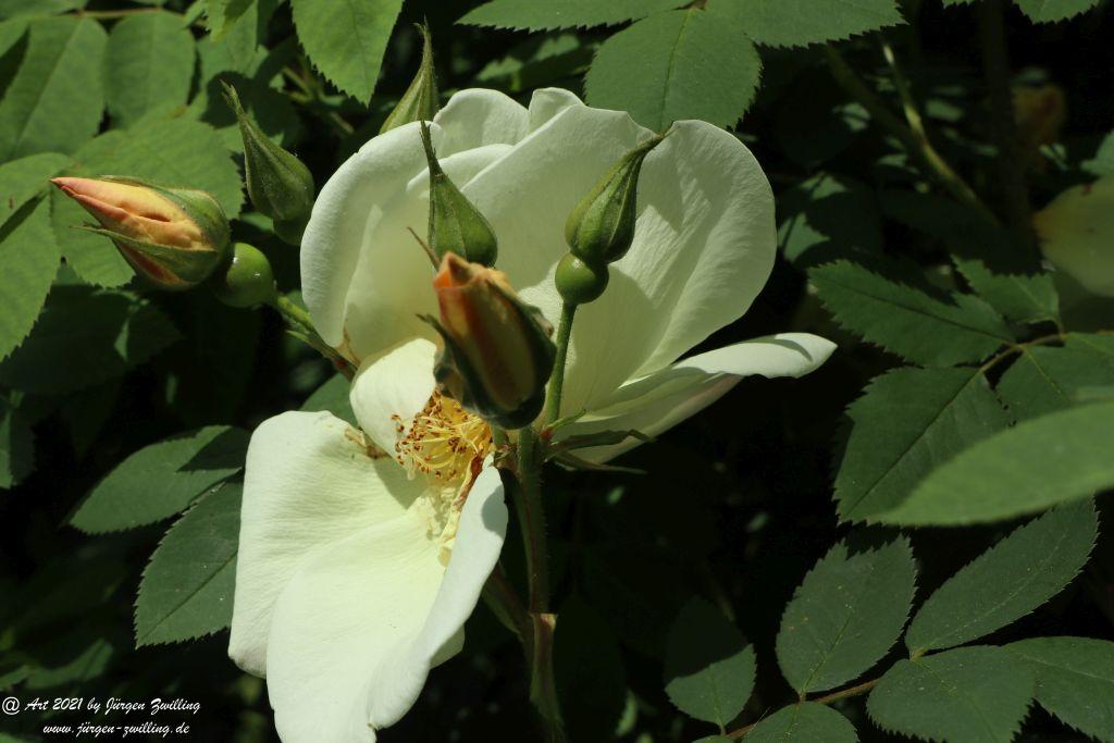 Roseninsel in Bad Kreuznach - Rheinhessen