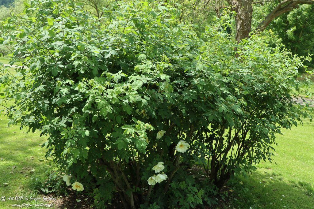 Roseninsel in Bad Kreuznach - Rheinhessen