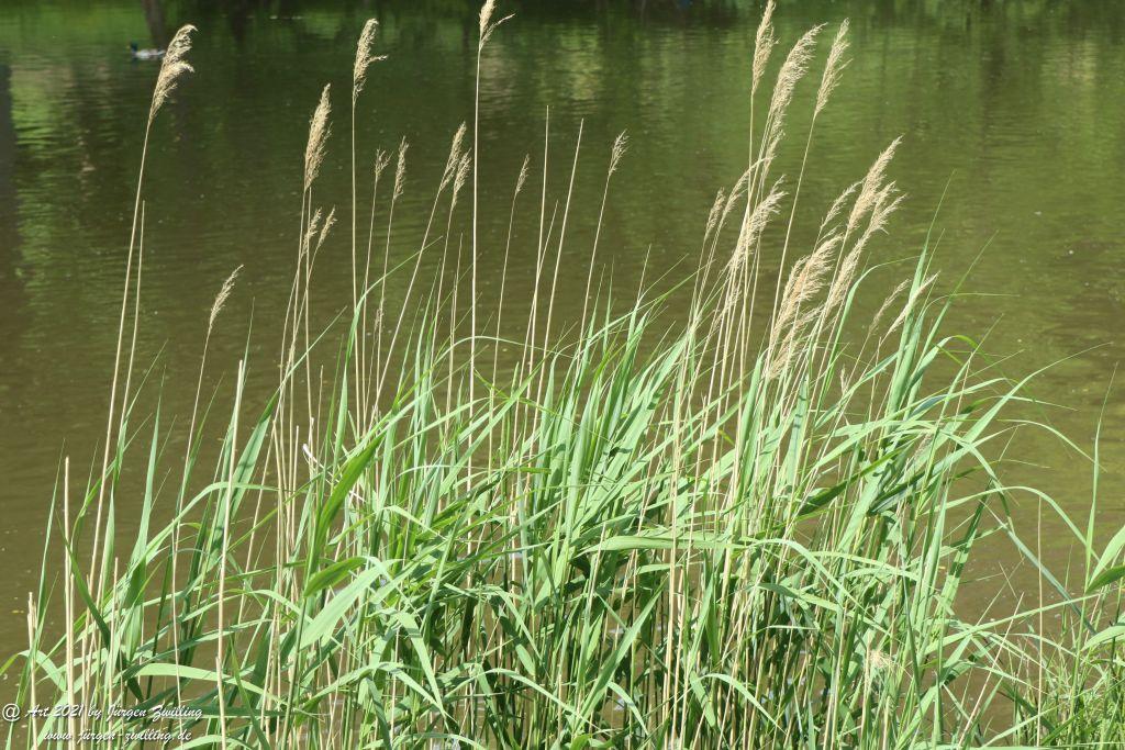 Roseninsel in Bad Kreuznach - Rheinhessen