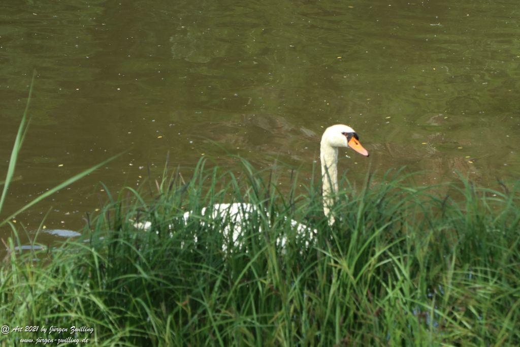 Roseninsel in Bad Kreuznach - Rheinhessen