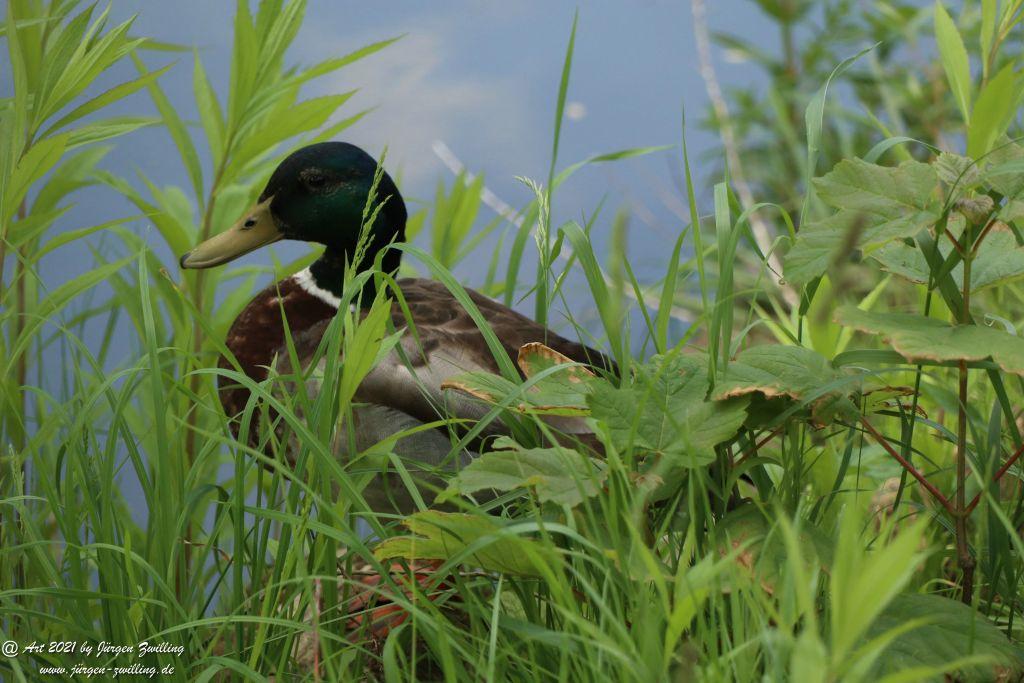 Roseninsel in Bad Kreuznach - Rheinhessen