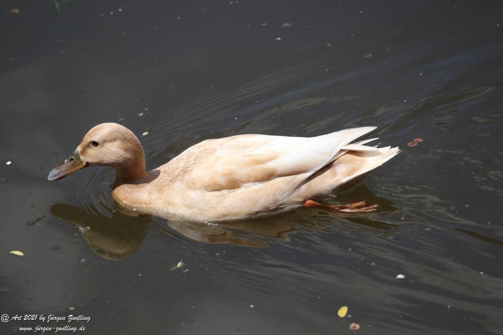 Roseninsel in Bad Kreuznach - Rheinhessen