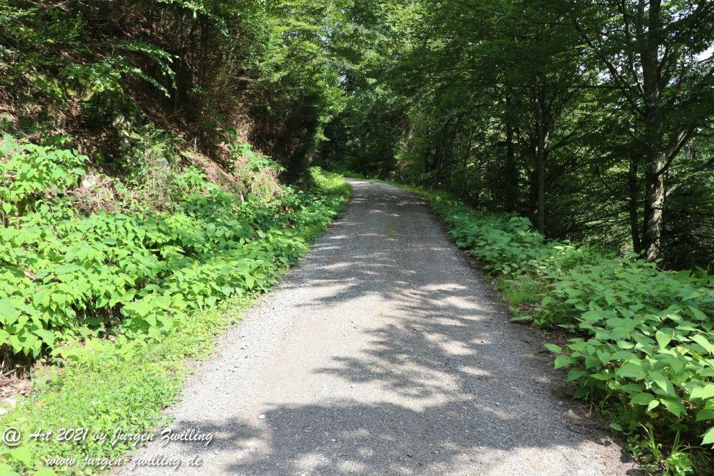 Philosophische Bildwanderung Klösterle Schleife - Burgbach Wasserfall - Bad Rippoldsau - Schwarzwald