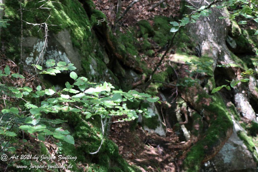 Philosophische Bildwanderung Klösterle Schleife - Burgbach Wasserfall - Bad Rippoldsau - Schwarzwald