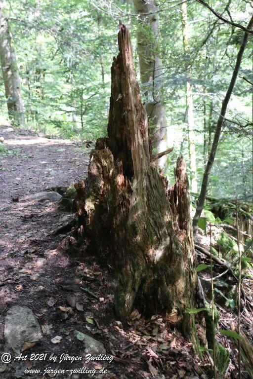 Philosophische Bildwanderung Klösterle Schleife - Burgbach Wasserfall - Bad Rippoldsau - Schwarzwald